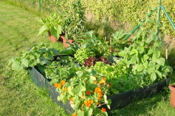 carre potager