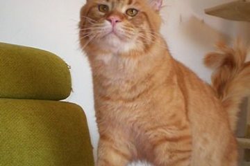 feliway gatto