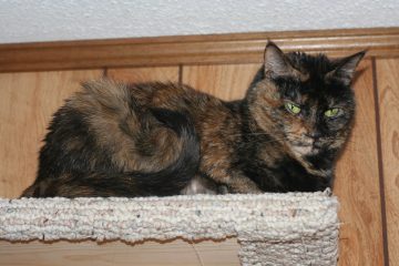 feliway jobs