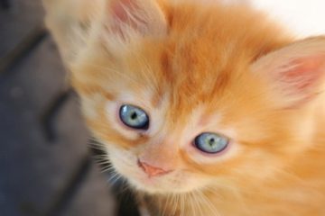 feliway y bebes