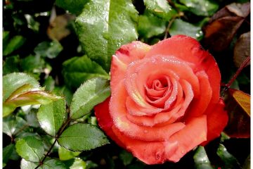la vie est belle parfum rose