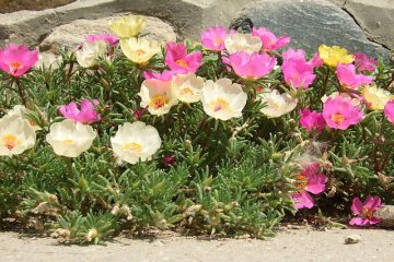 salon jardin jardiland